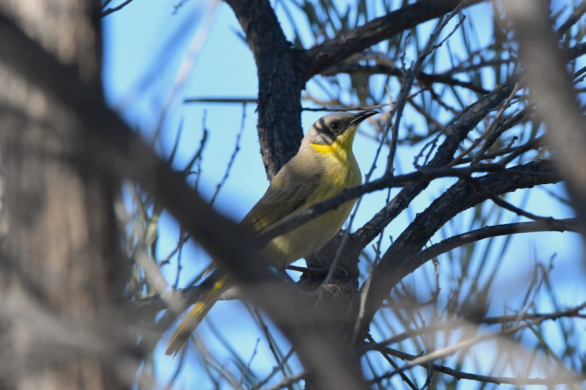 Gray-headed Honeyeater - ML624586807