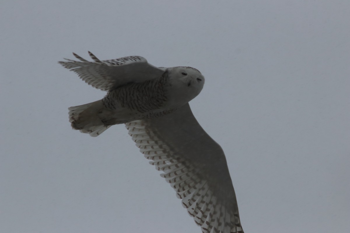 Snowy Owl - ML624586849