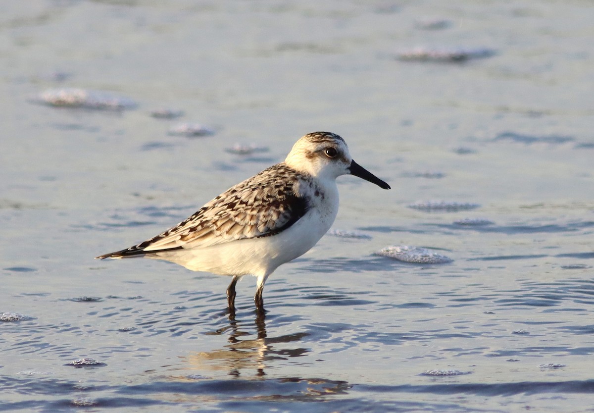 Sanderling - José Aurelio Hernández