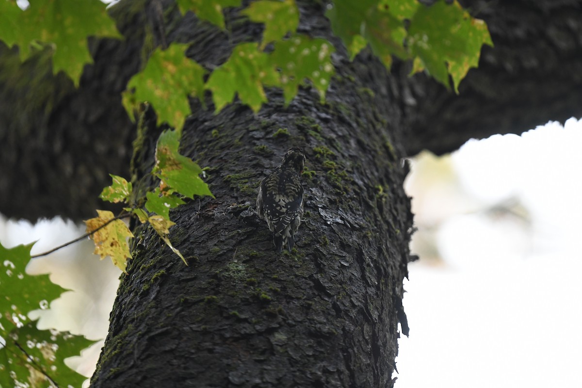 Yellow-bellied Sapsucker - ML624586930