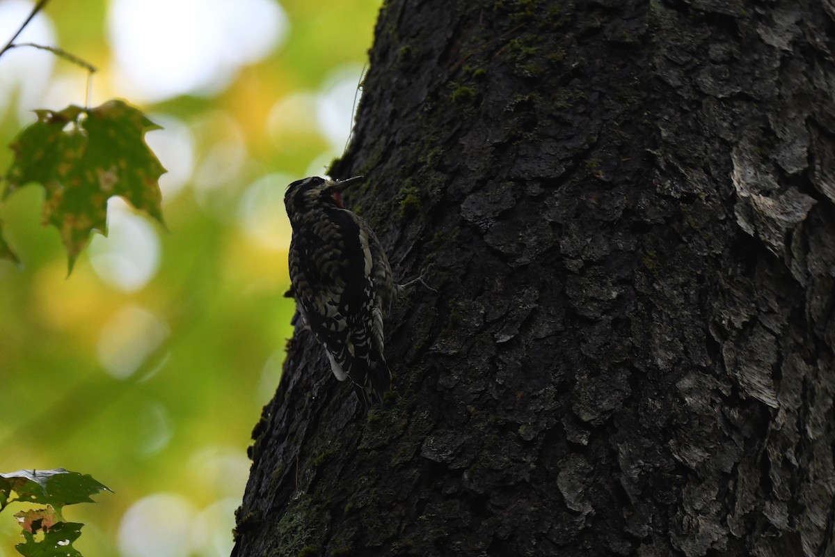 Yellow-bellied Sapsucker - ML624586943