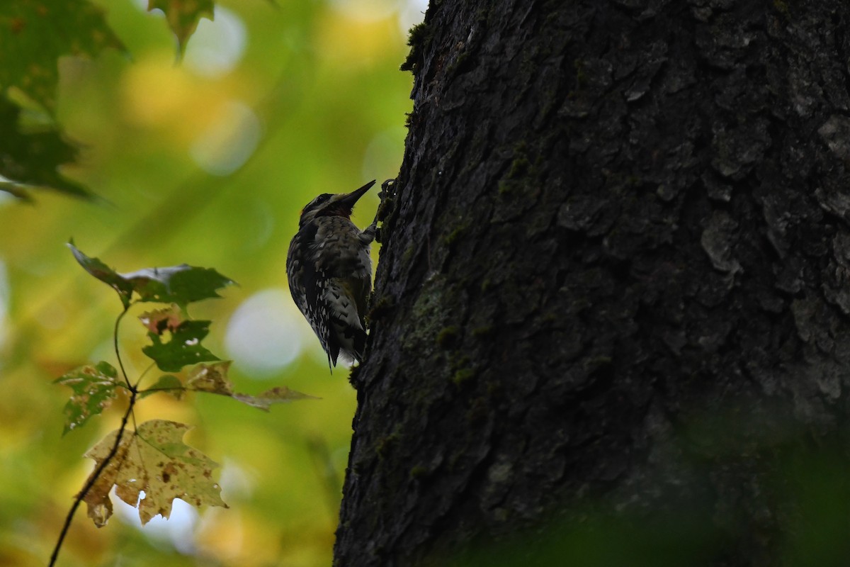 Yellow-bellied Sapsucker - ML624586947