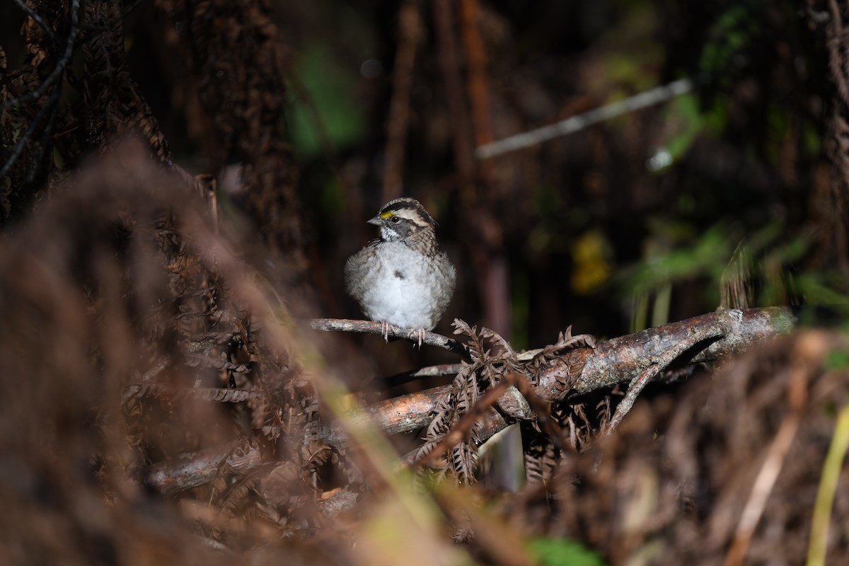 White-throated Sparrow - ML624586964