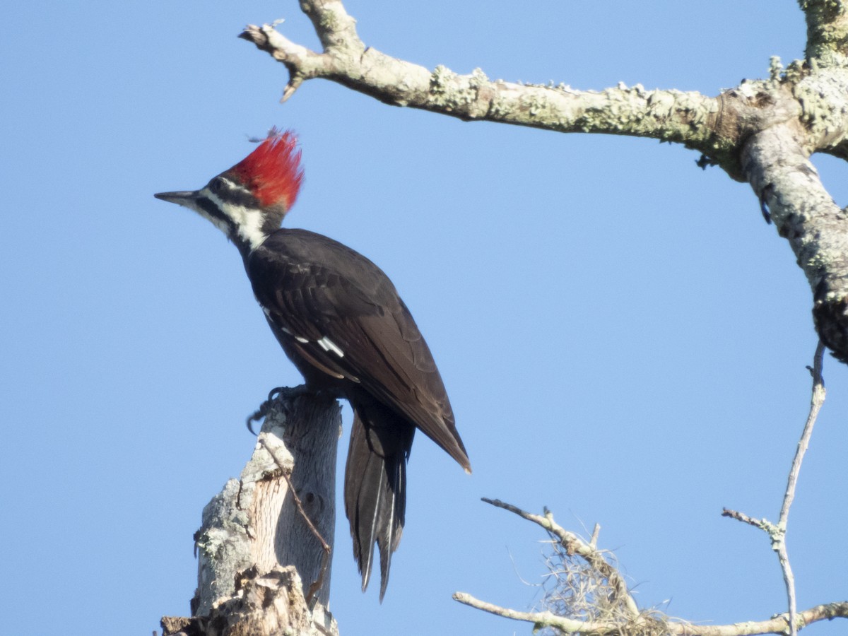 Pileated Woodpecker - Carol Bailey-White