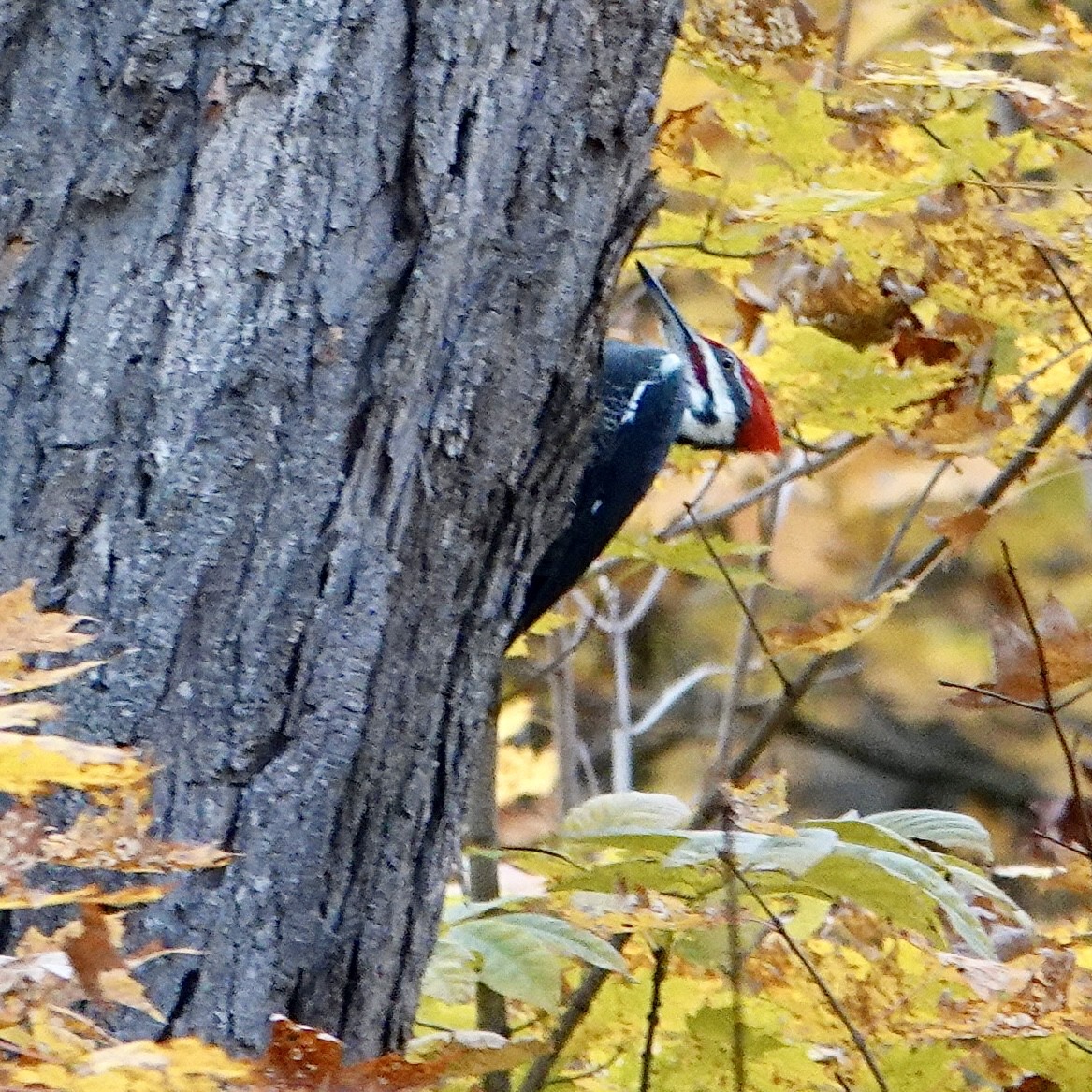 Pileated Woodpecker - Luce Chamard