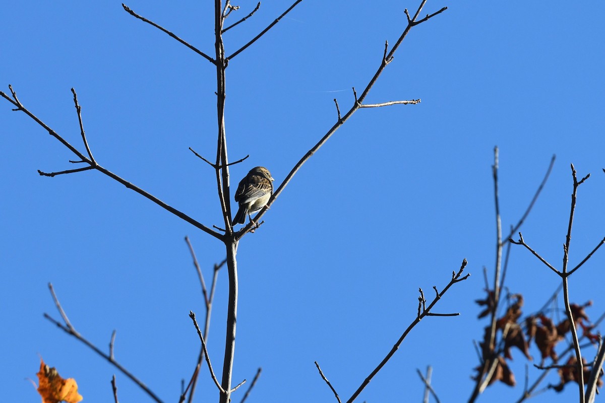 Chipping Sparrow - ML624587051