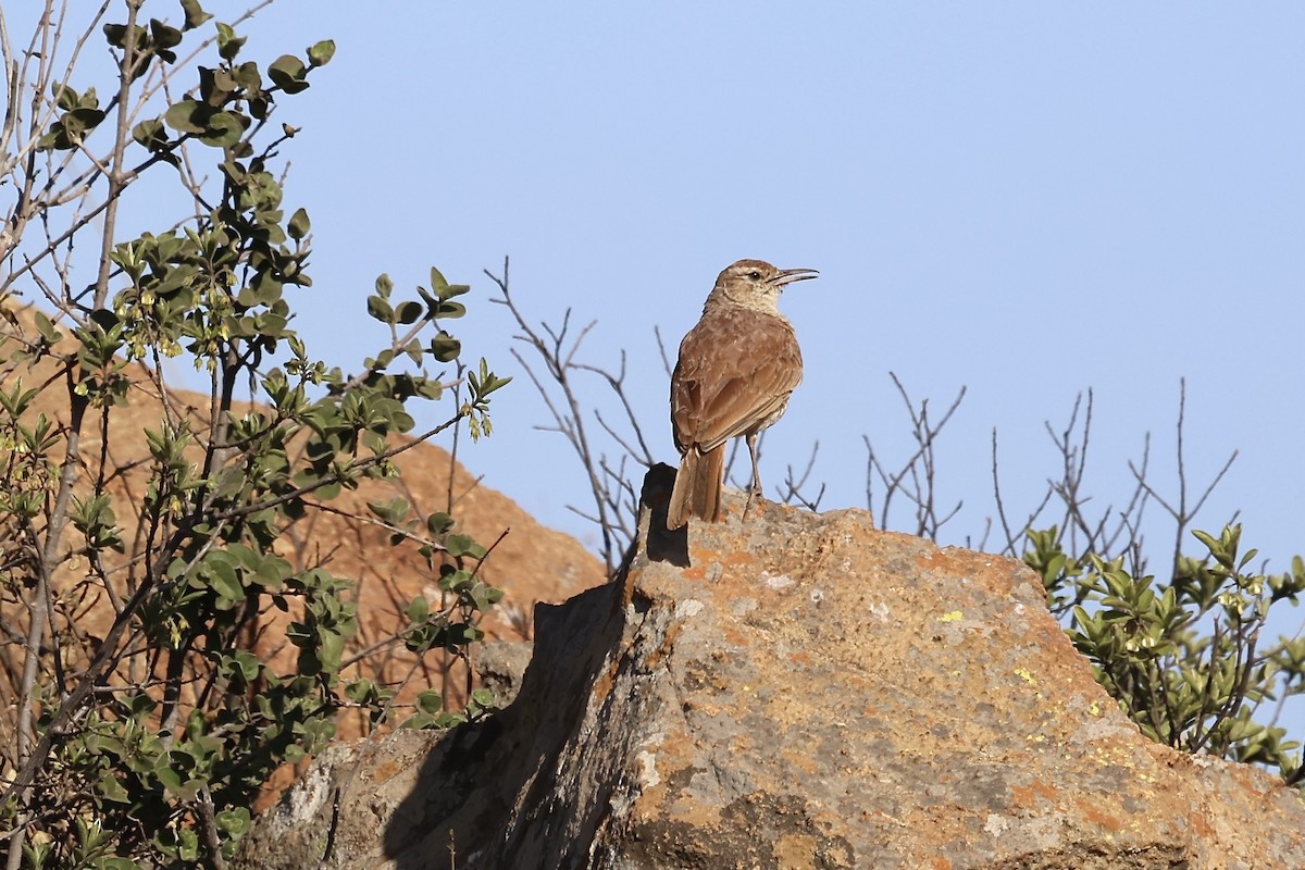 Transvaal Toygarı - ML624587052