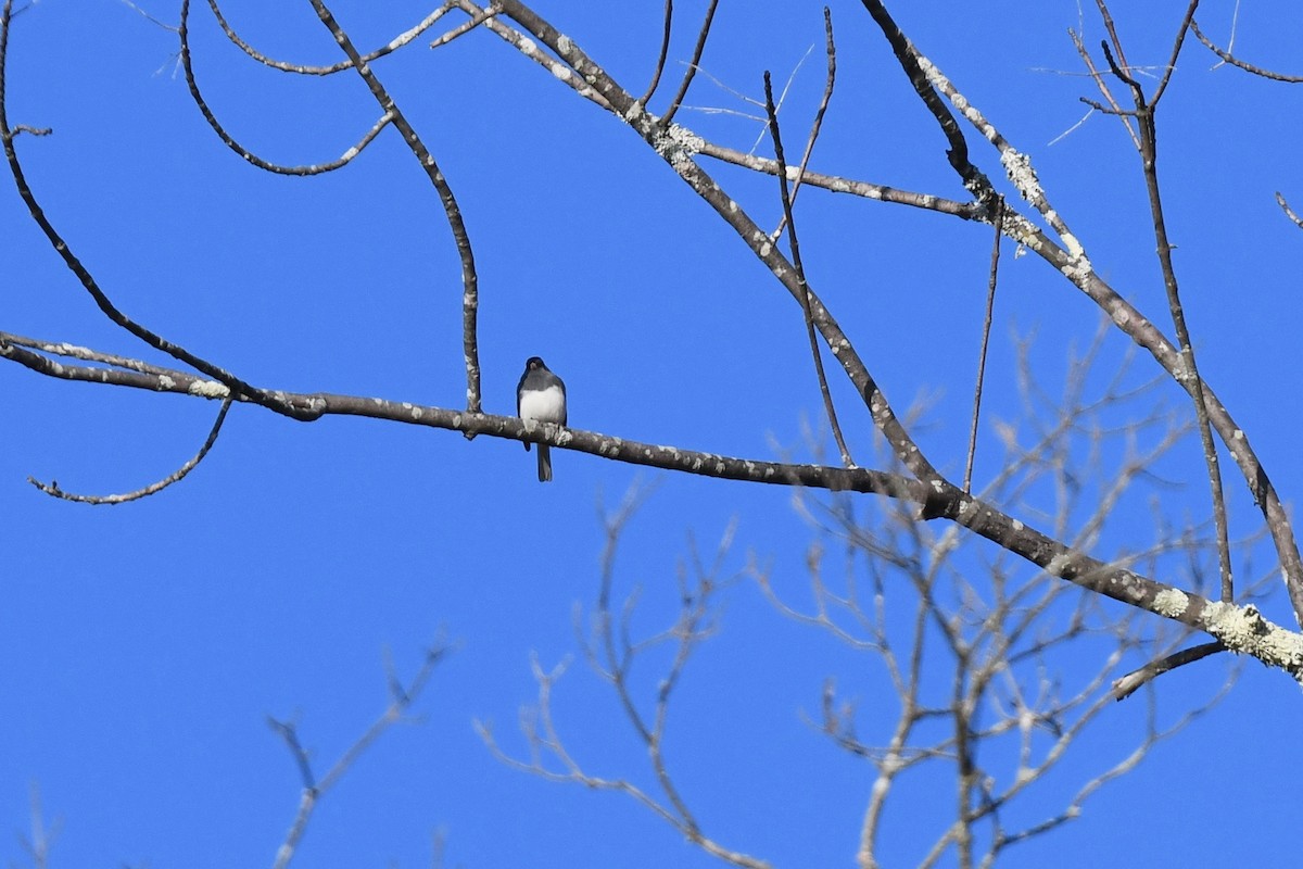 Dark-eyed Junco - ML624587063