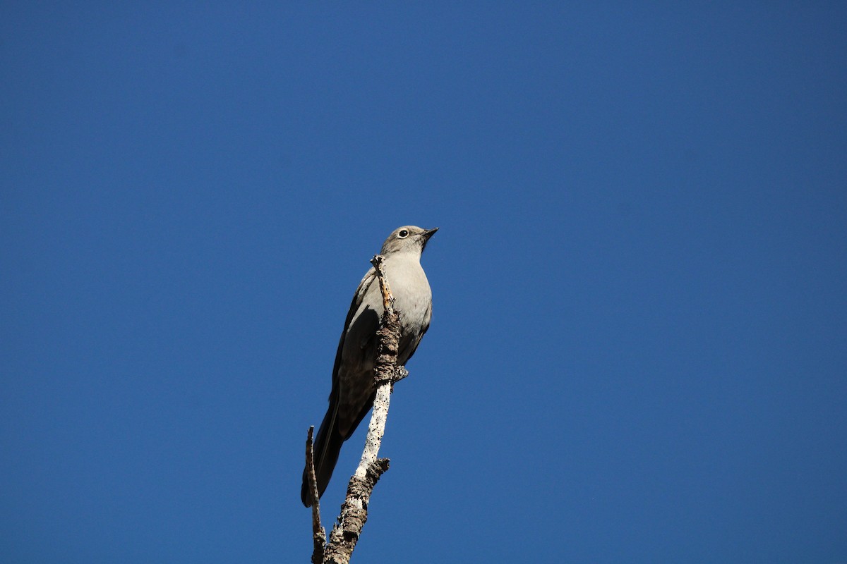 Townsend's Solitaire - ML624587067