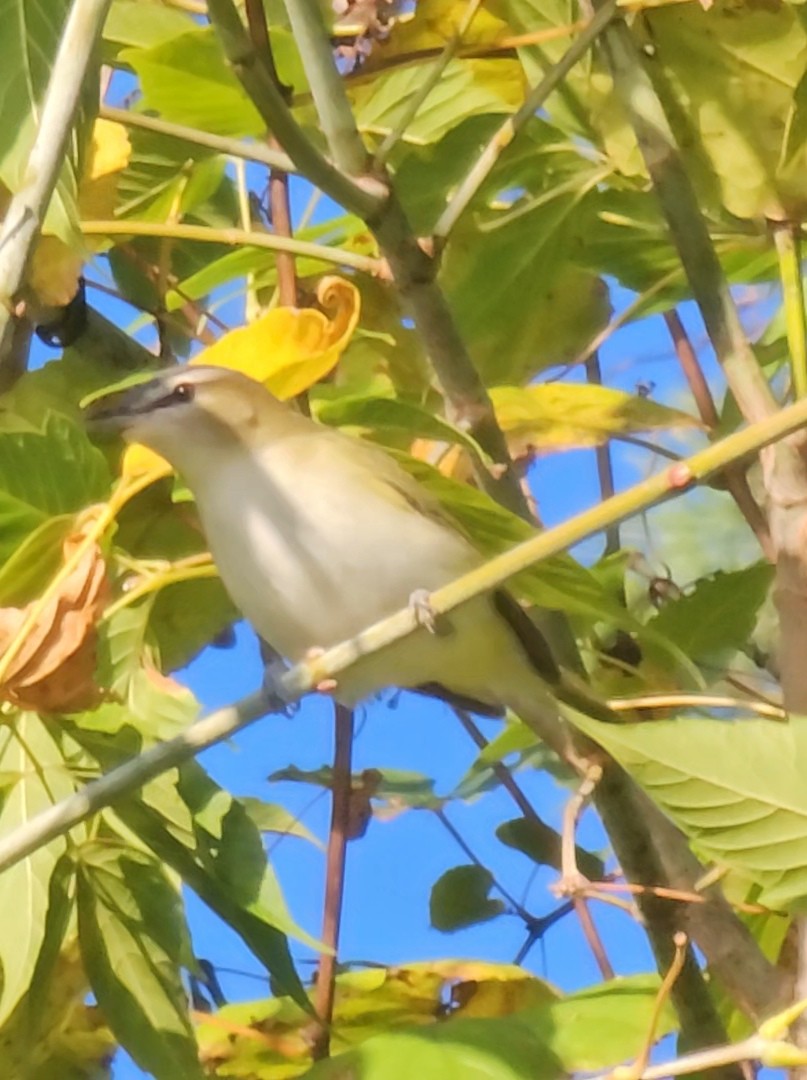 Red-eyed Vireo - Narasimhan Sundaram