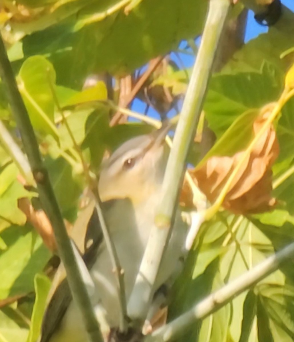 Red-eyed Vireo - Narasimhan Sundaram