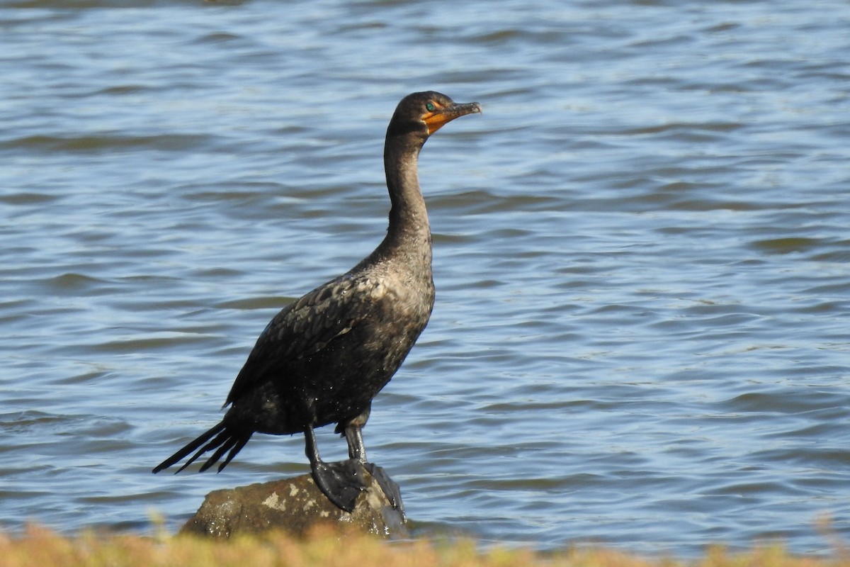 Cormorán Orejudo - ML624587172