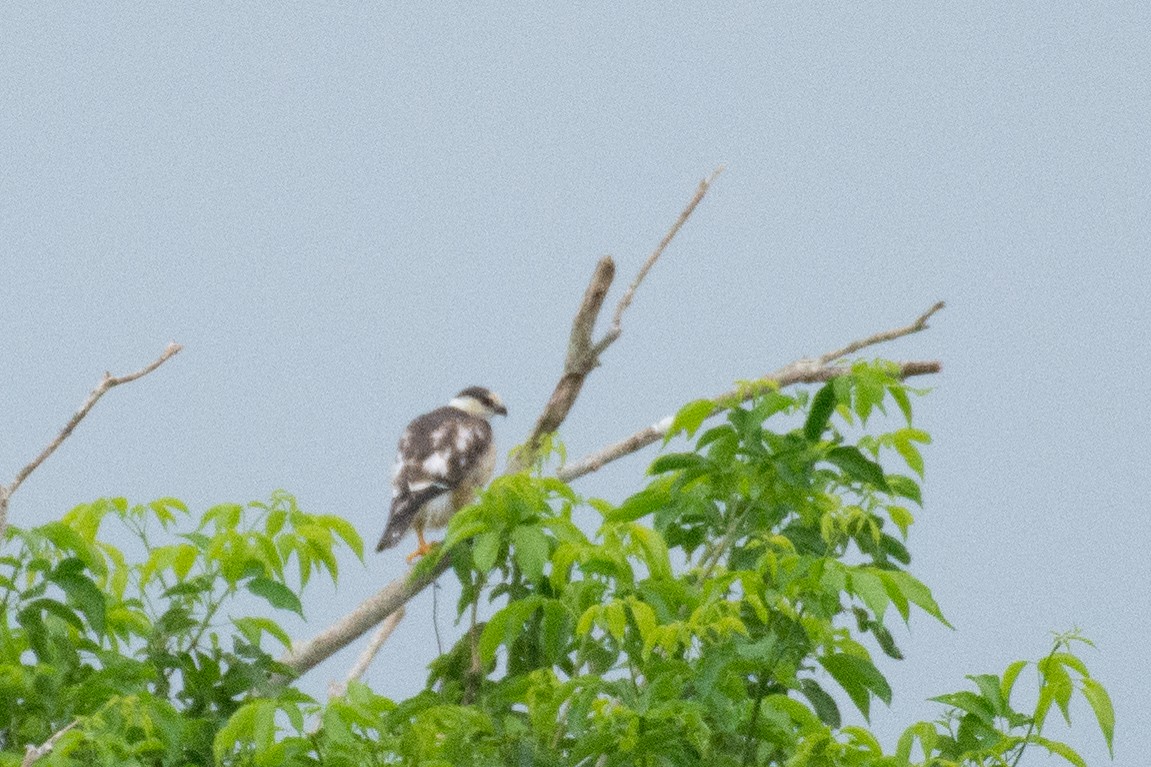 Collared Forest-Falcon - Al Božič