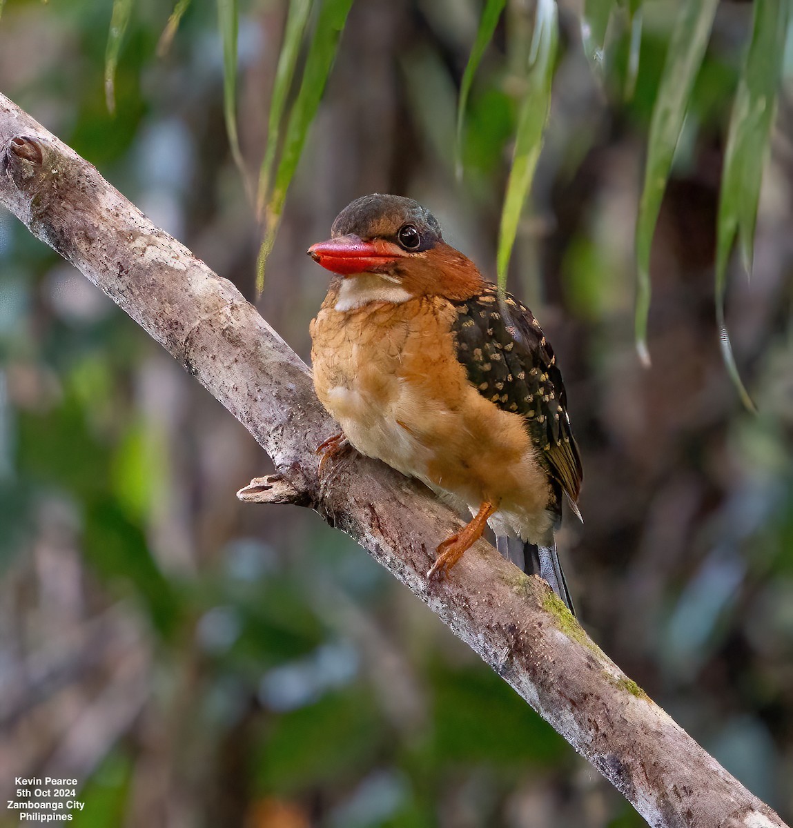 Blue-capped Kingfisher - Kevin Pearce