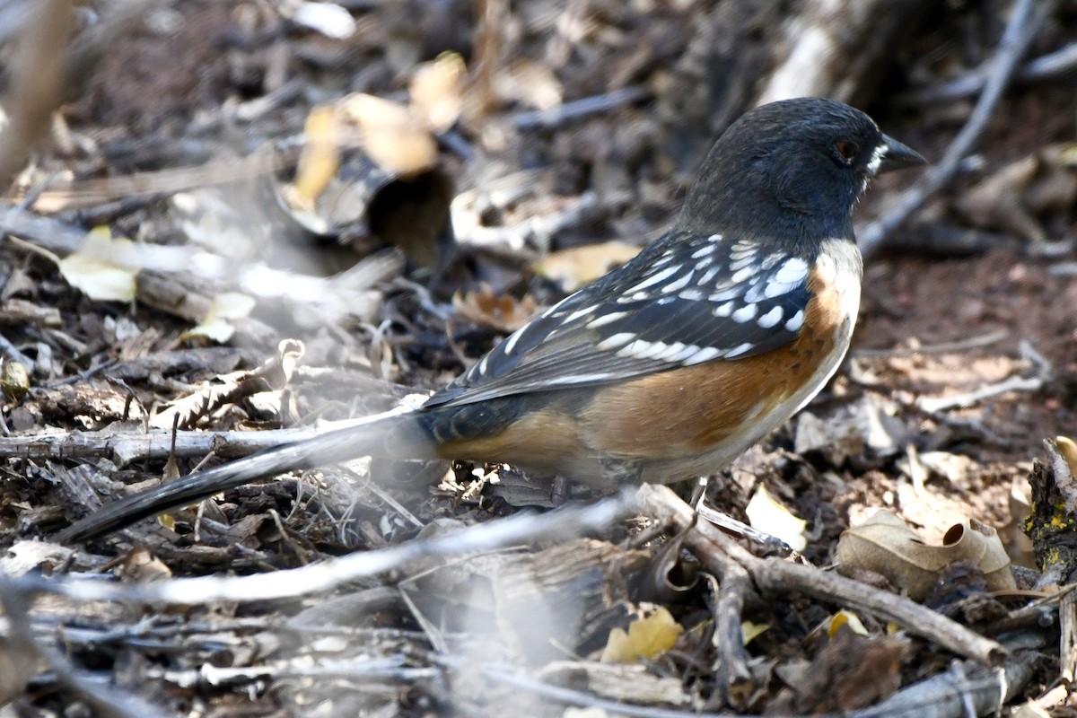 ホシワキアカトウヒチョウ - ML624587252