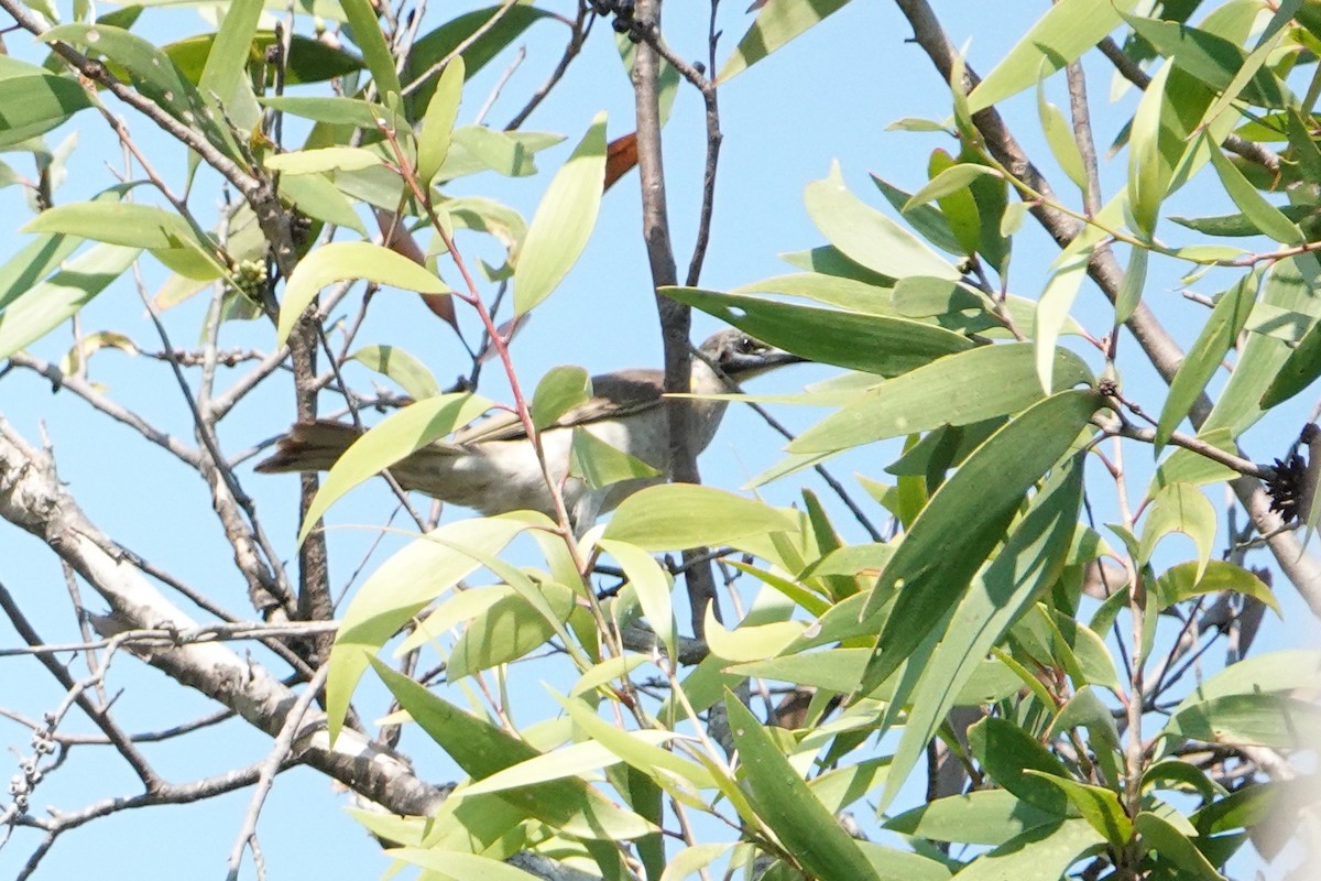 Little Friarbird - ML624587276