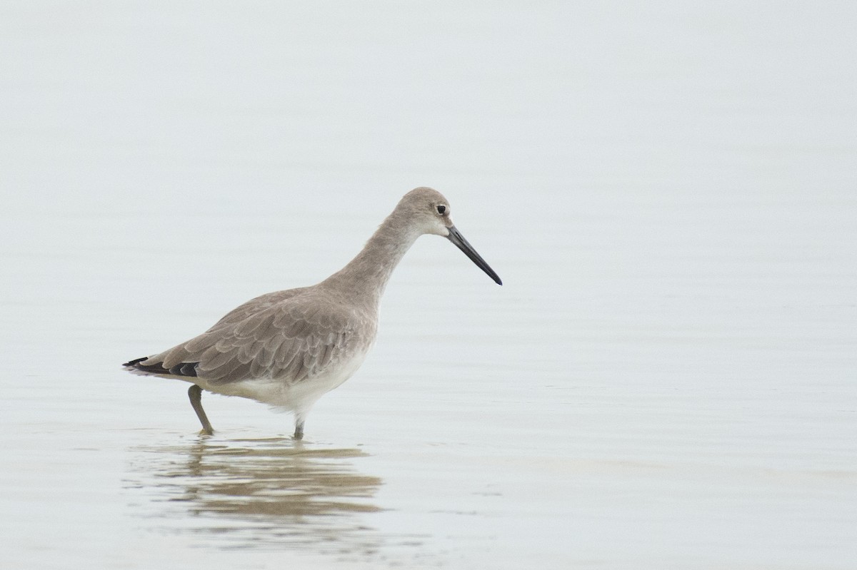 Willet - ML624587283