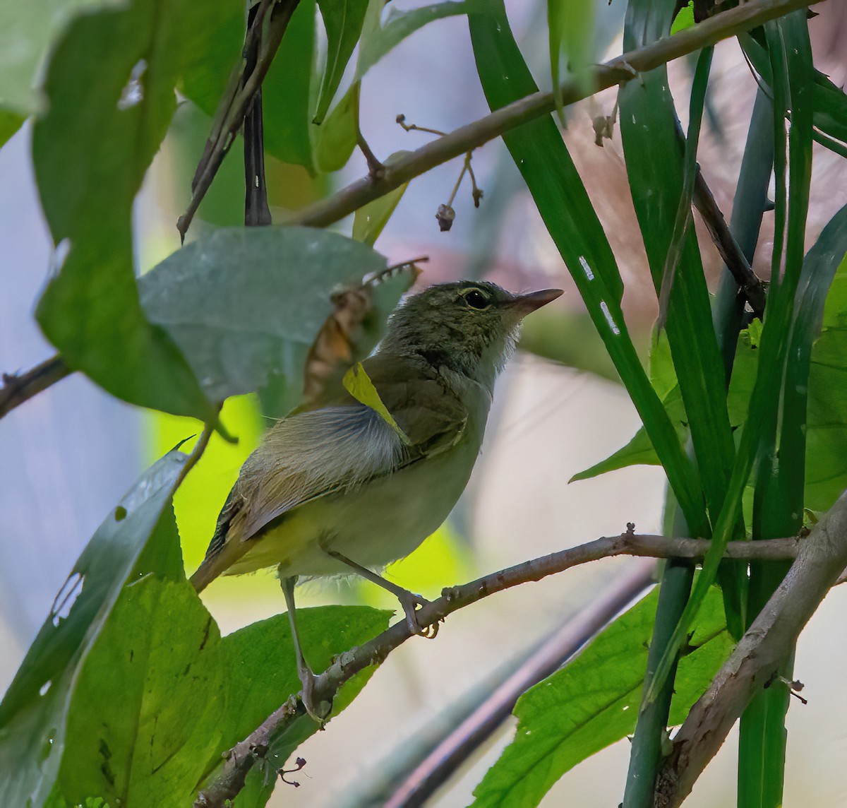 Philippine Leaf Warbler - ML624587284