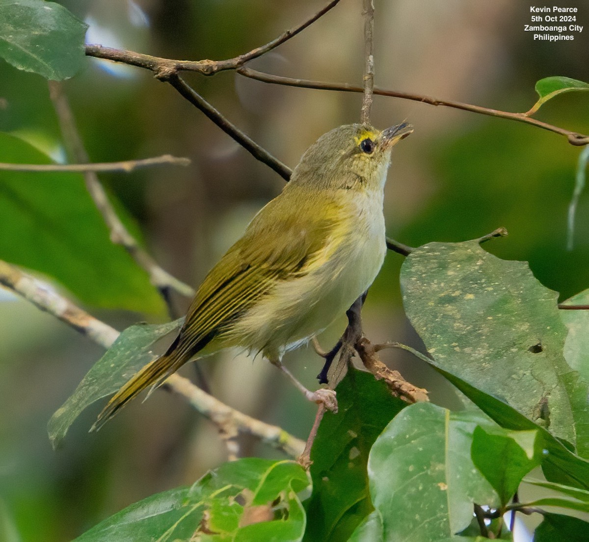 Philippine Leaf Warbler - ML624587285