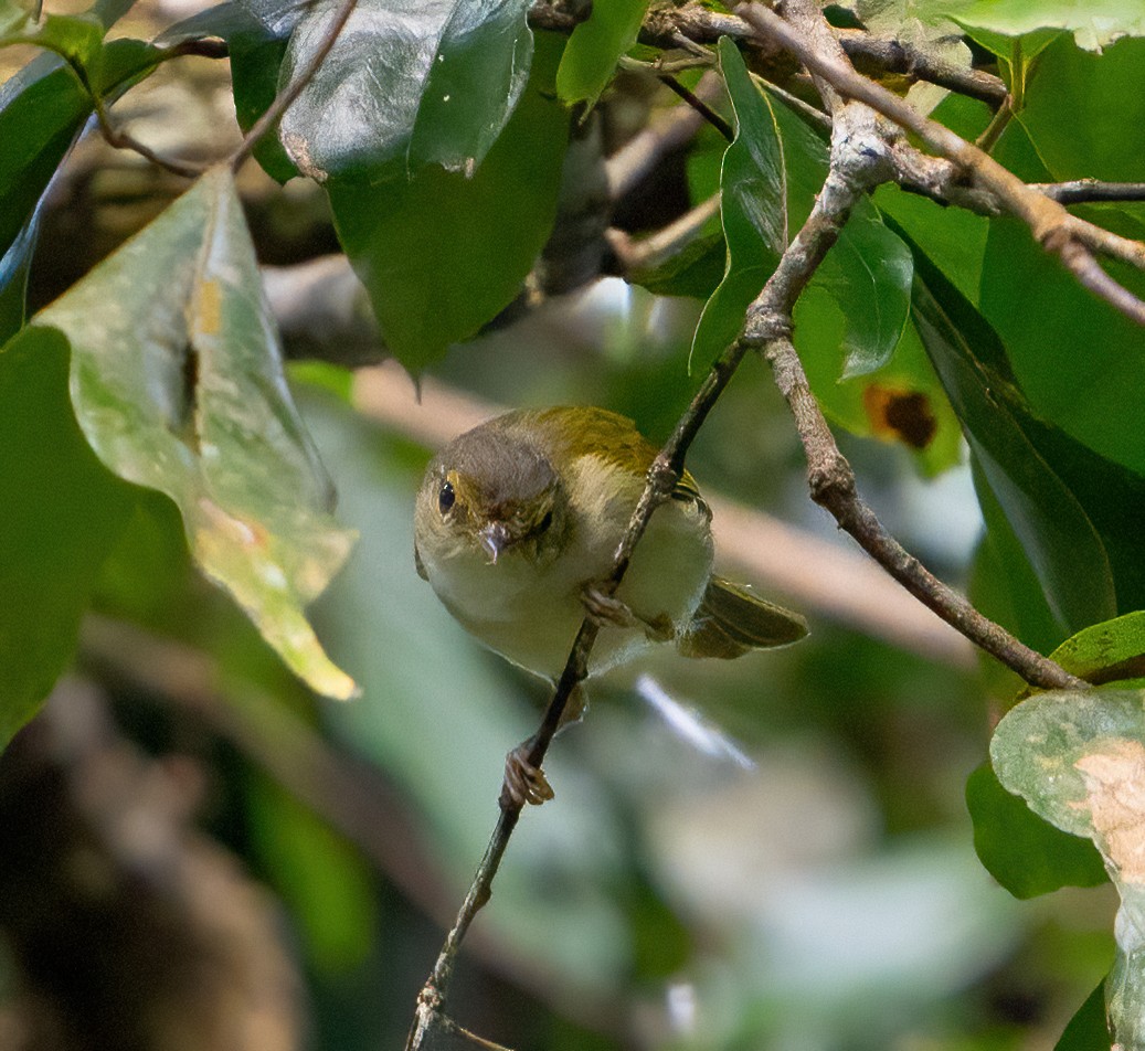 Philippine Leaf Warbler - ML624587286