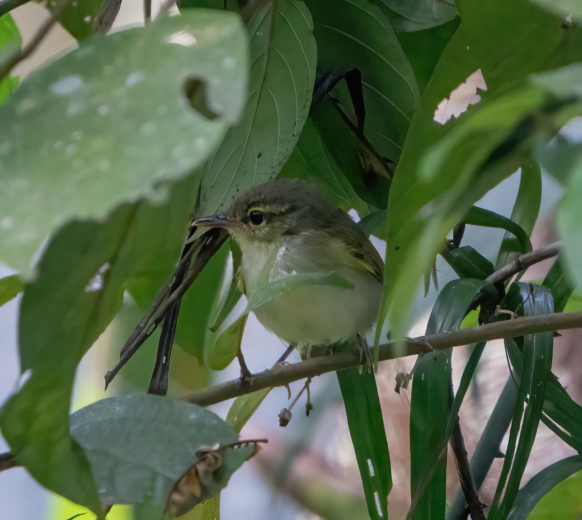 Philippine Leaf Warbler - ML624587287