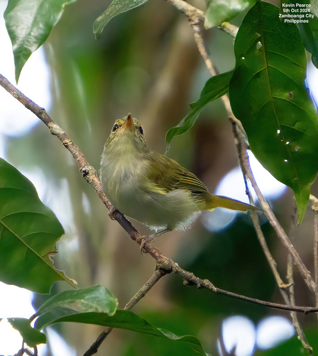 Philippine Leaf Warbler - ML624587288