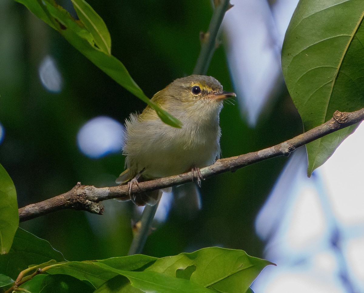 Philippine Leaf Warbler - ML624587289