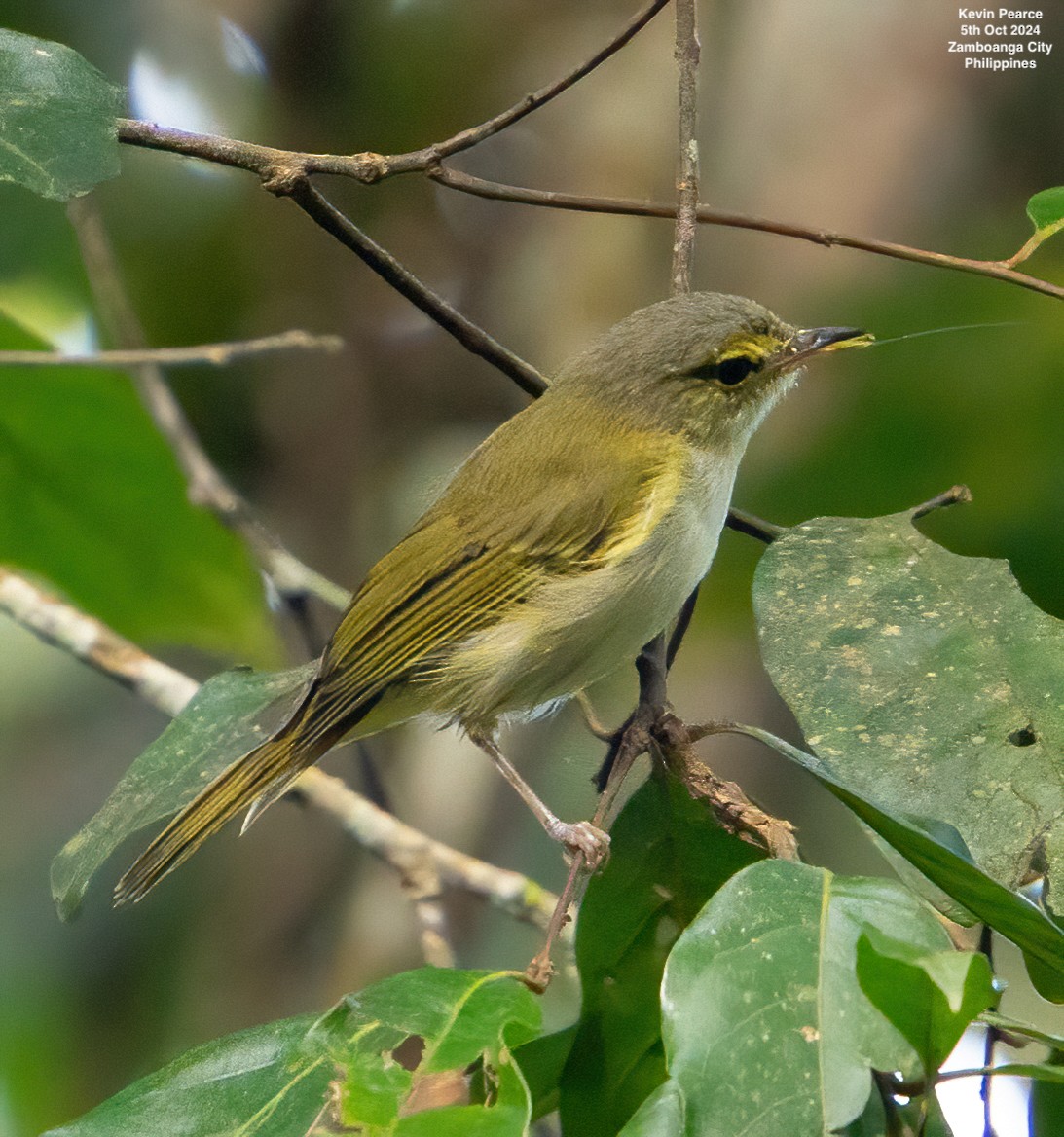 Philippine Leaf Warbler - Kevin Pearce