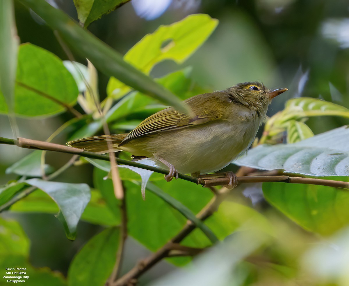 Philippine Leaf Warbler - ML624587291