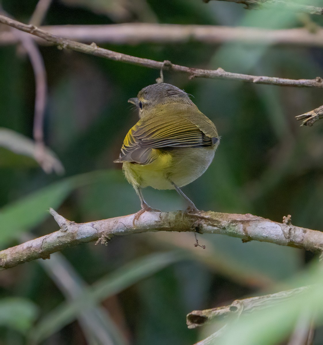 Philippine Leaf Warbler - ML624587292