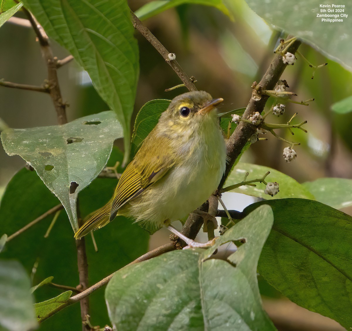 Philippine Leaf Warbler - ML624587293