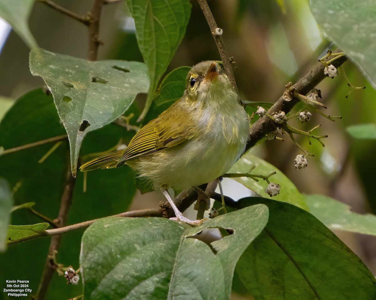 Philippine Leaf Warbler - ML624587294