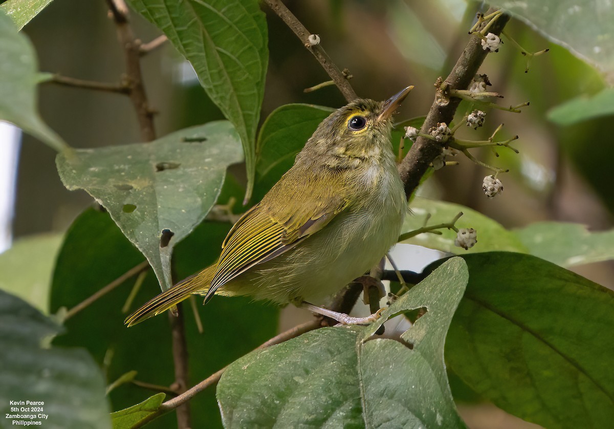 Philippine Leaf Warbler - Kevin Pearce