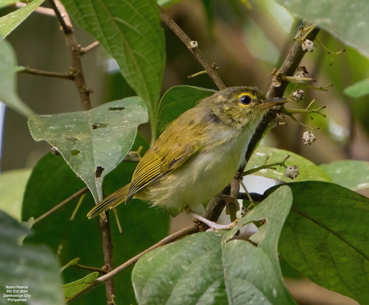 Philippine Leaf Warbler - ML624587296