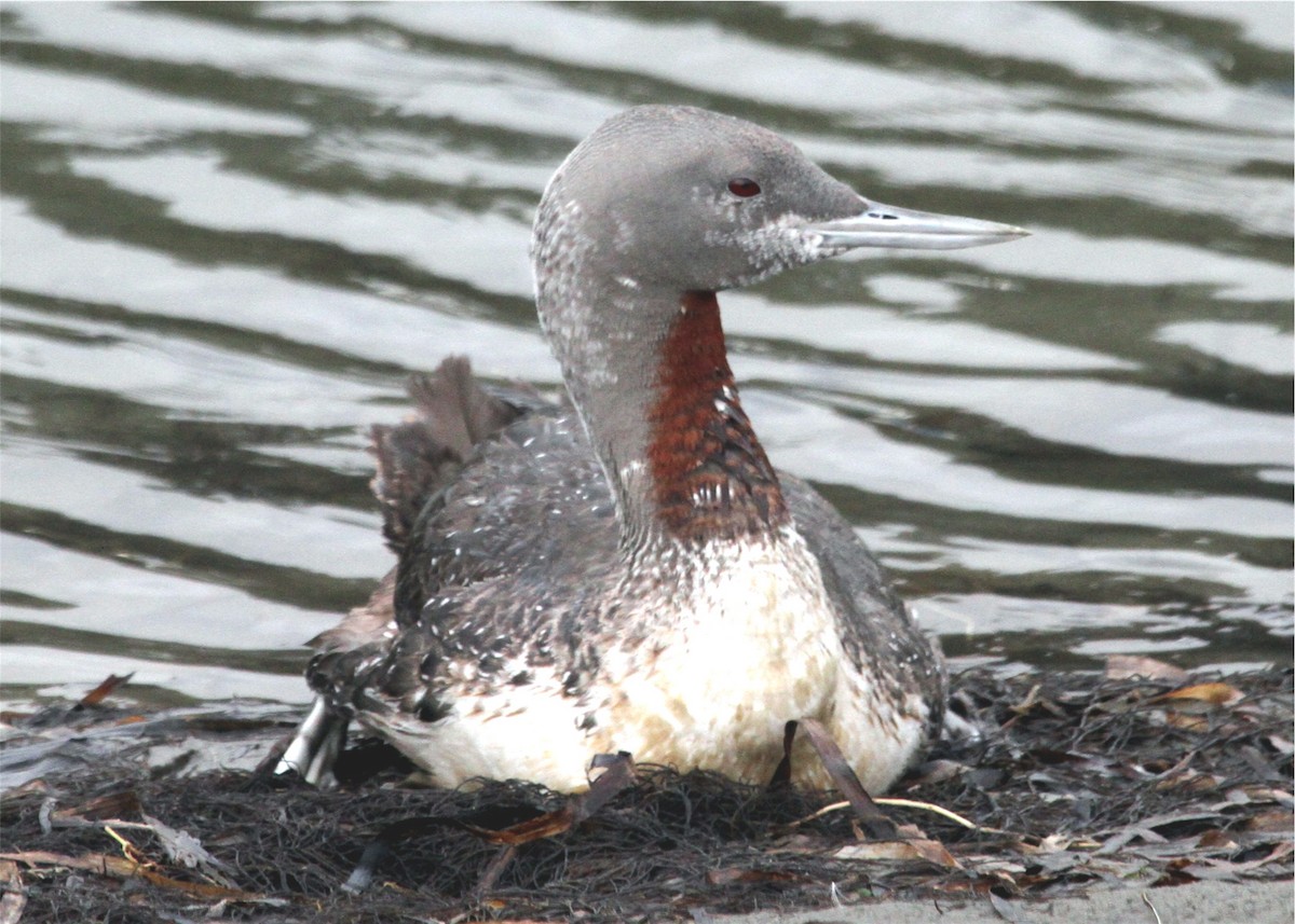 Red-throated Loon - ML624587297