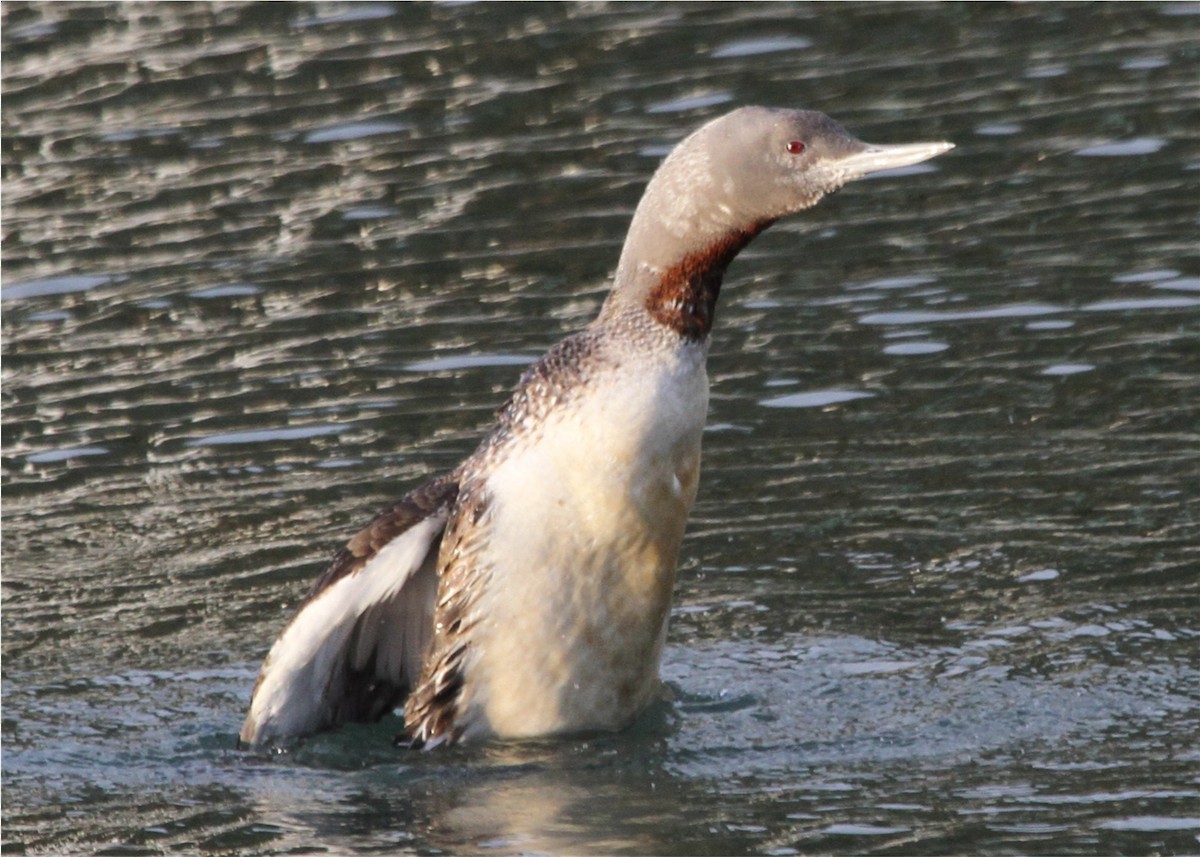 Red-throated Loon - Linda Dalton