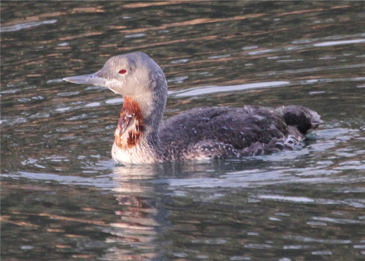 Red-throated Loon - Linda Dalton