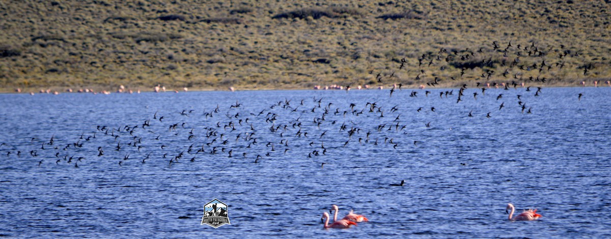 Baird's Sandpiper - ML624587300