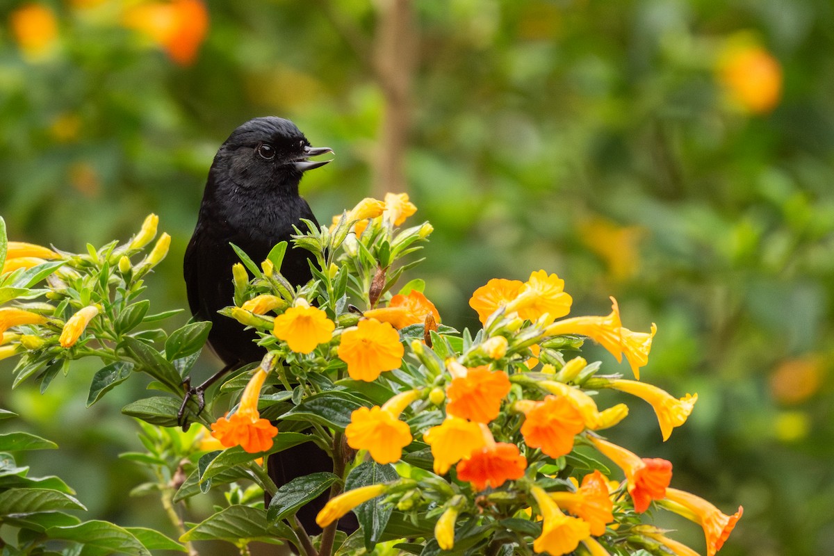 Black Flowerpiercer - ML624587307