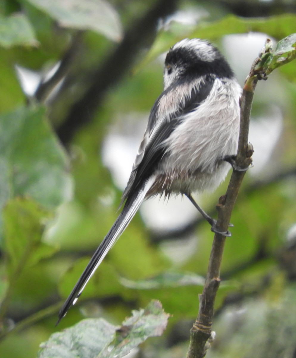 Long-tailed Tit - ML624587308