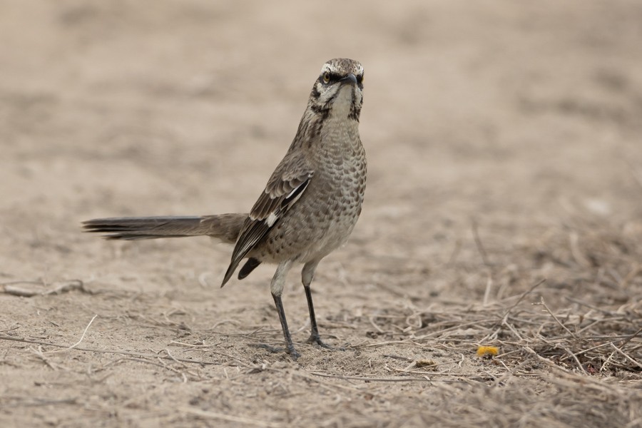 Long-tailed Mockingbird - ML624587309