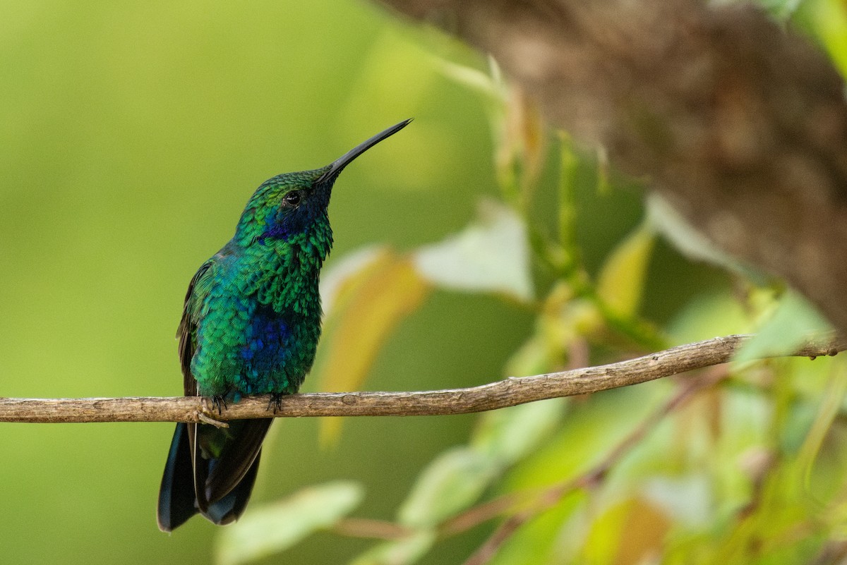 Lesser Violetear (Andean) - ML624587311