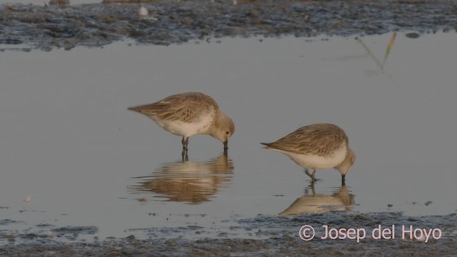 Dunlin - ML624587312