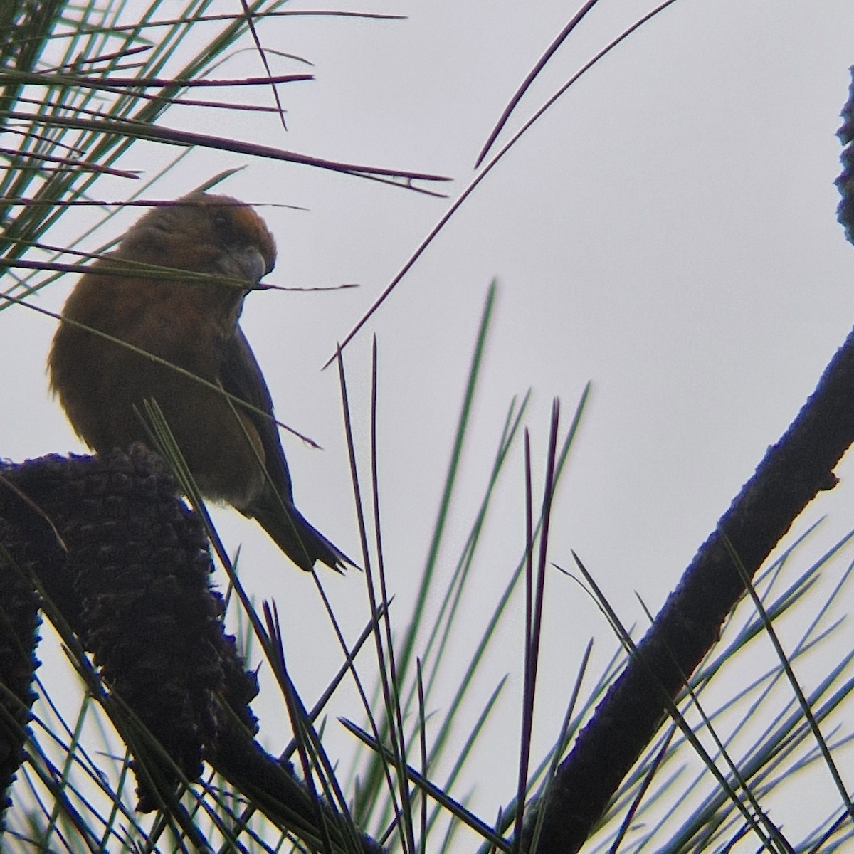 Red Crossbill - ML624587317