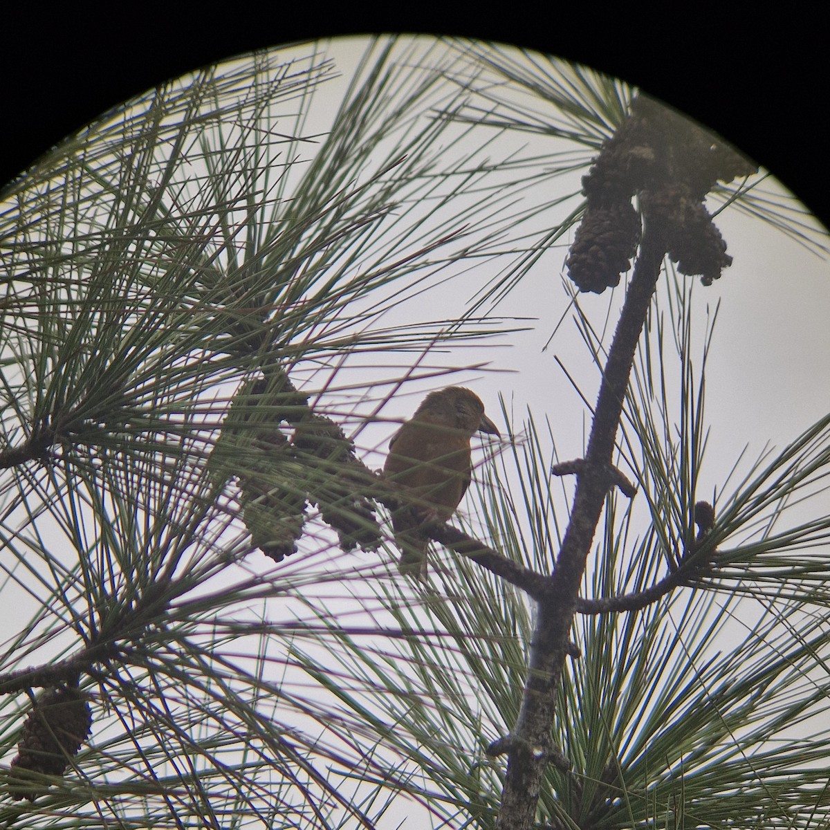 Red Crossbill - ML624587319