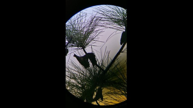 Red Crossbill - ML624587320