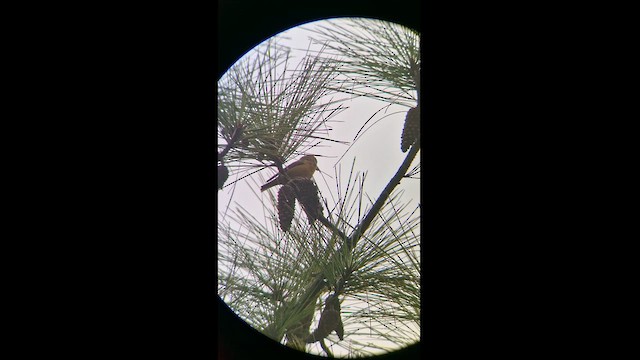 Red Crossbill - ML624587321