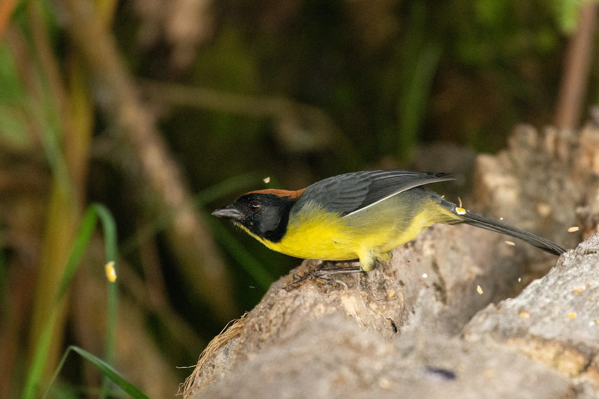 Yellow-breasted Brushfinch (nigrifrons) - Al Božič