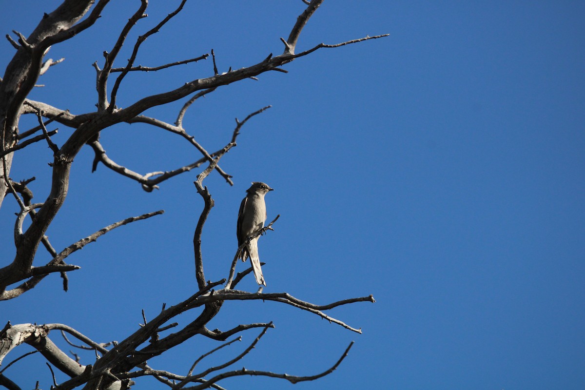 Townsend's Solitaire - ML624587337