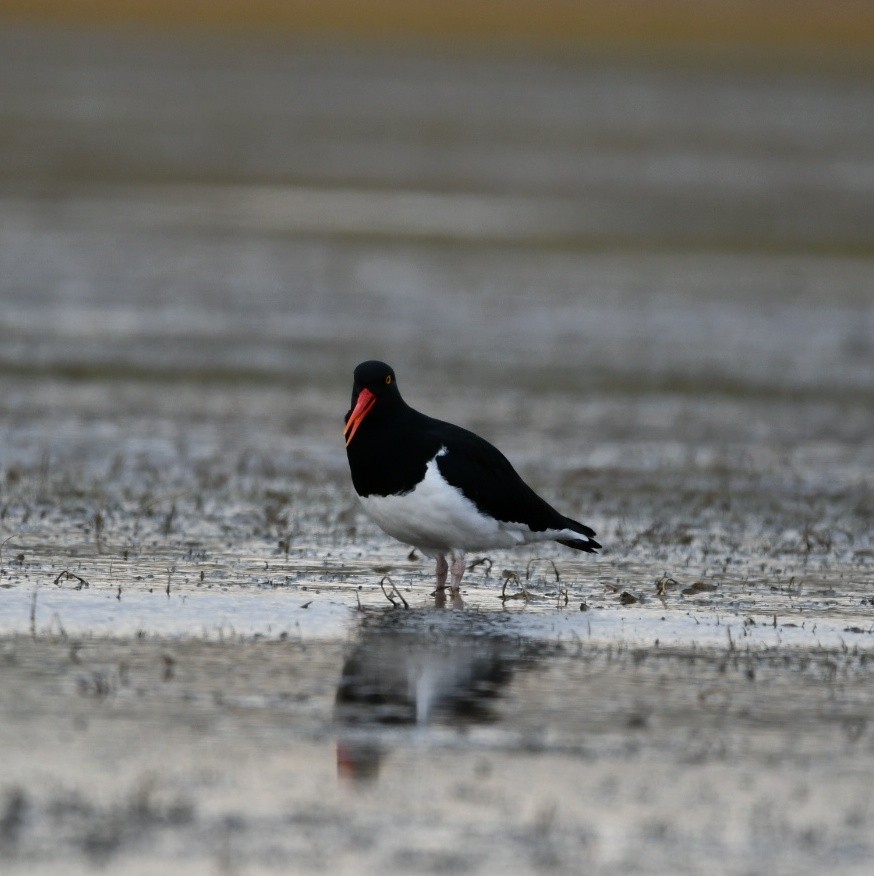 Magellanic Oystercatcher - ML624587378